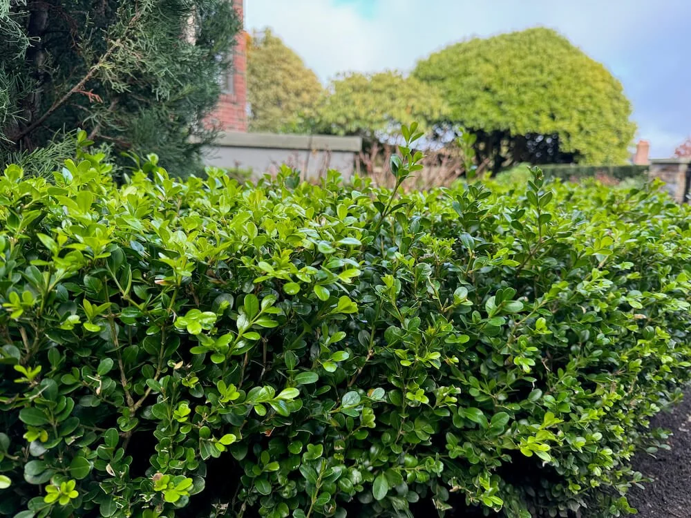 Buxus microphylla var. japonica 'Winter Gem' 02.jpeg