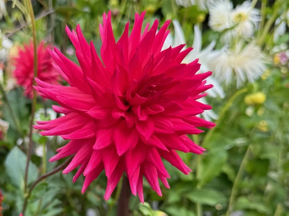 Dahlia 'River's Deb G' 01.jpeg