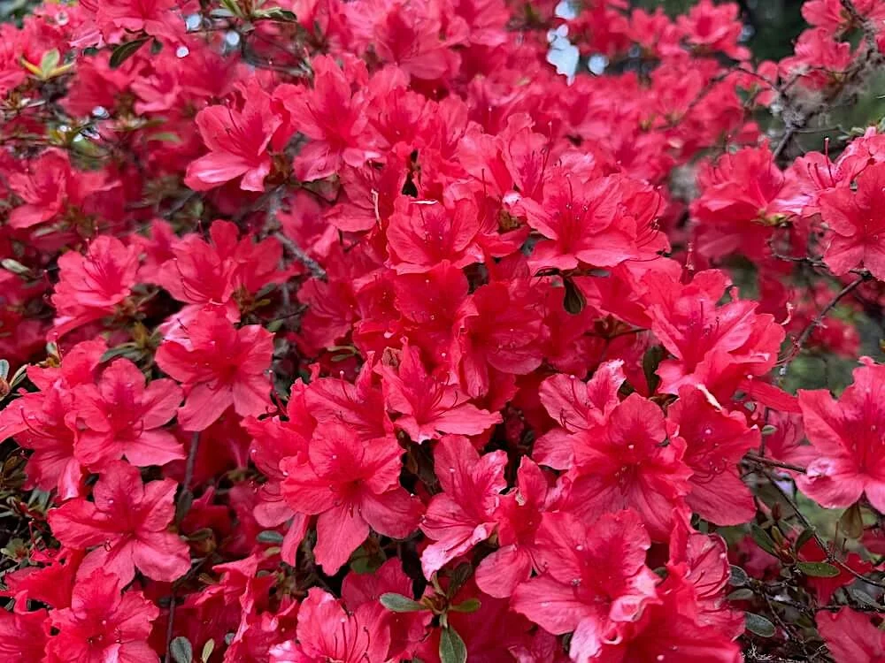 Rhododendron x 'Fashion' 02.jpeg