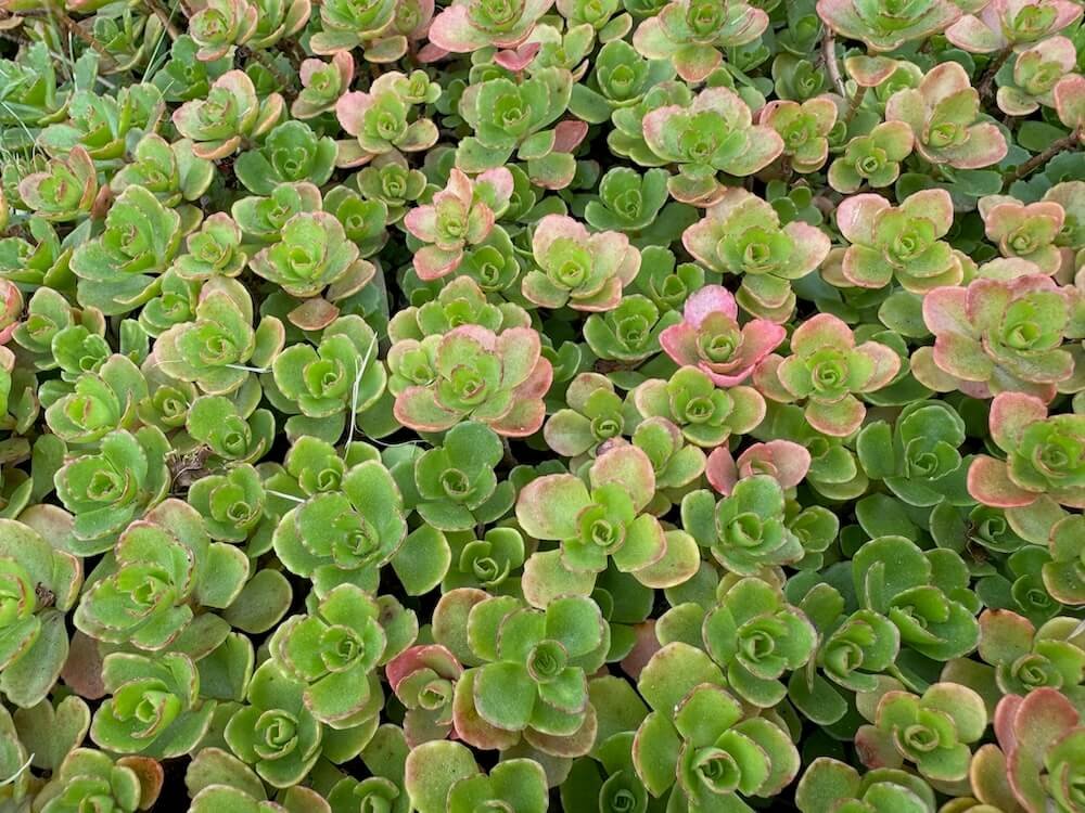 Sedum spurium 05.jpeg