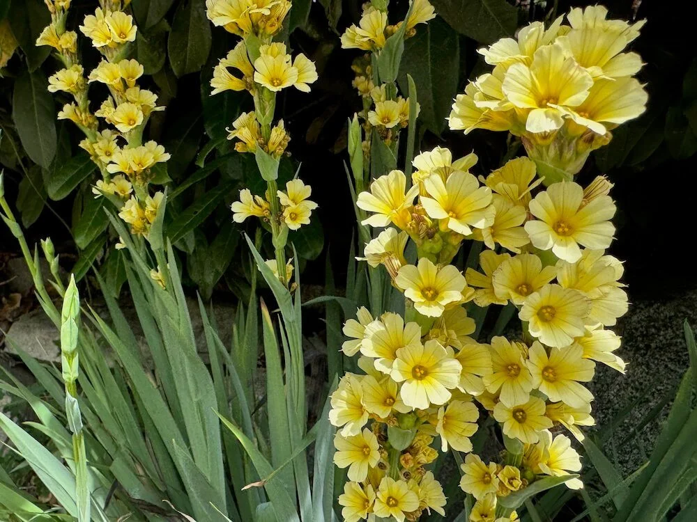 Sisyrinchium striatum | Yellow-Eyed Grass