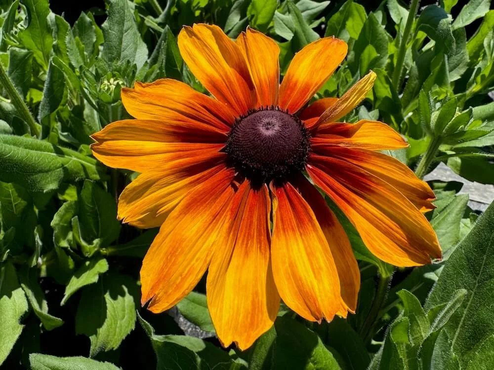 Rudbeckia hirta Sunbeckia 'Luna' 01.jpeg