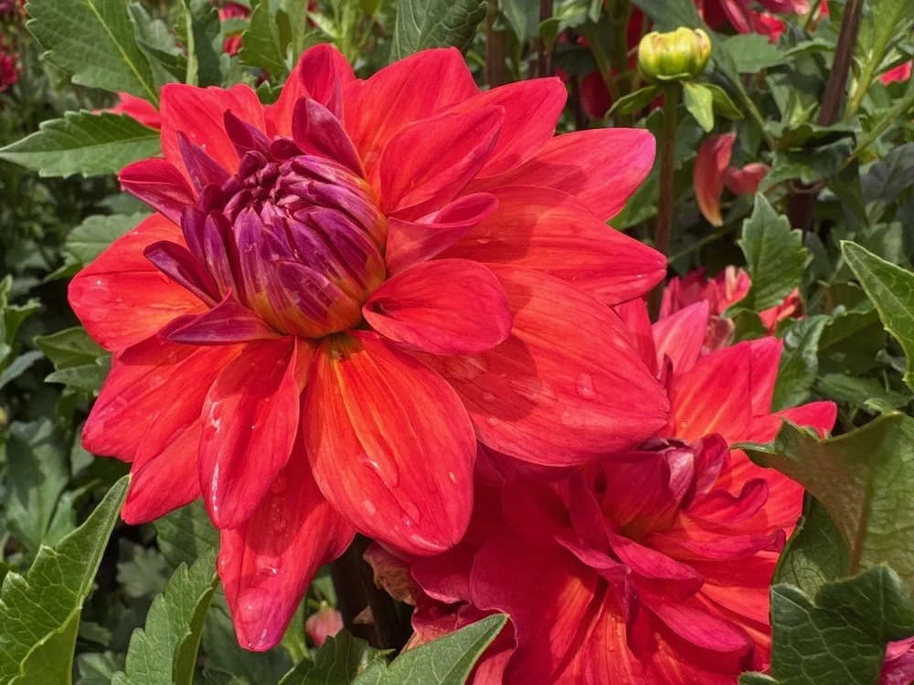Dahlia 'Cooper Blaine' 01.jpeg