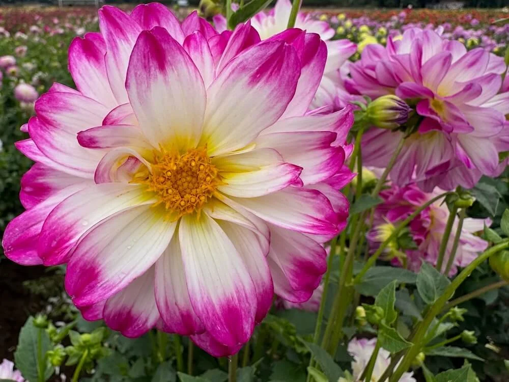 Dahlia 'Magically Dun' 04.jpeg