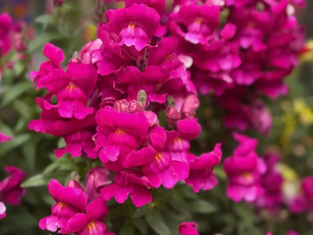 Antirrhinum majus 'Snapshot Burgundy' | Snapshot Burgundy Snapdragon