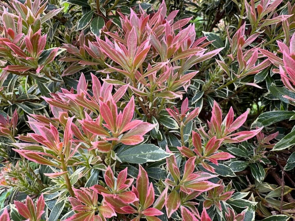 Pieris 'Little Heath' 10.jpeg