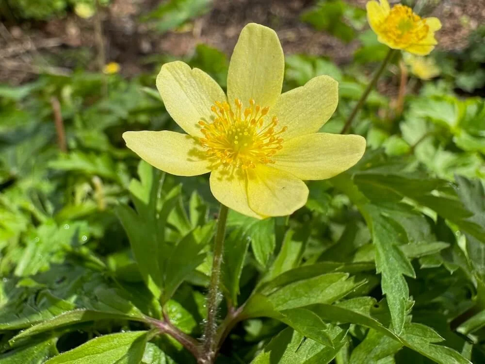 Anemone x lipsiensis | Lipsi's Anemone