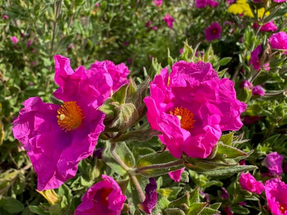 Cistus x pulverulentus 'Sunset' 05.jpeg