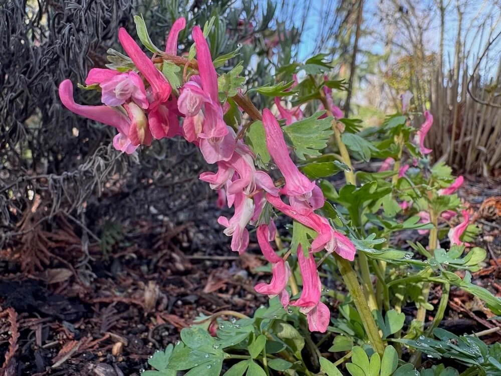 Corydalis solida subsp.solida 'Beth Evans' 02.jpeg