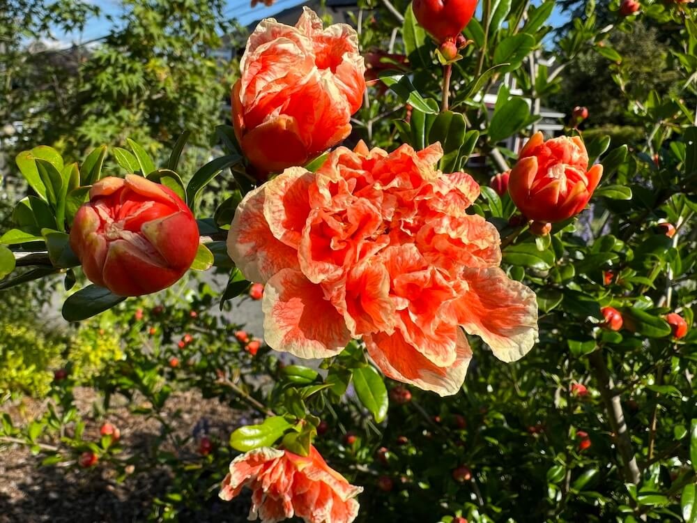 Punica granatum 'California Sunset' 01.jpg