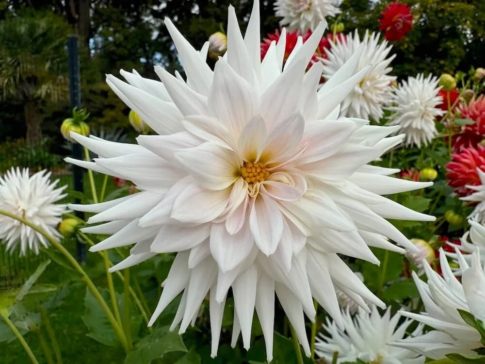 Dahlia 'Clearview Veda' 01.jpeg