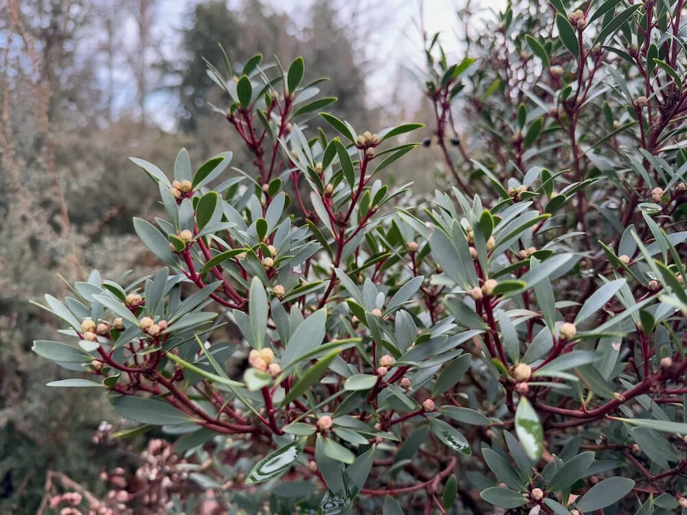 Tasmannia lanceolata 02.jpeg