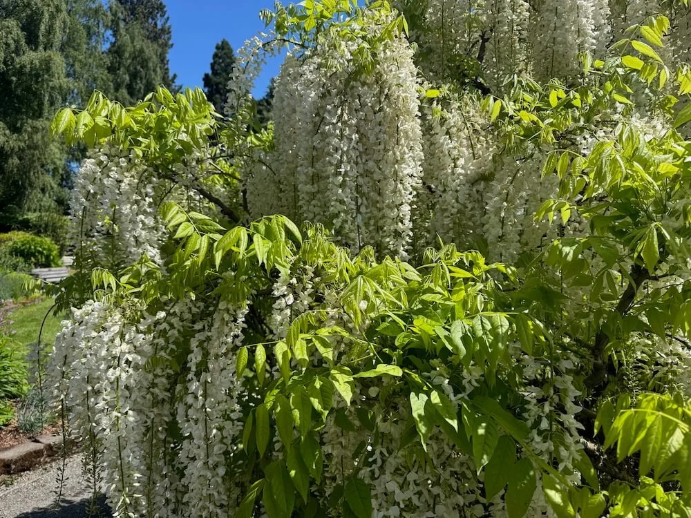 Wisteria floribunda 'Alba' 02.jpeg