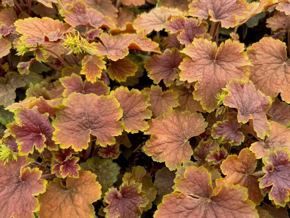 Heuchera 'Delta Dawn' 02.jpeg