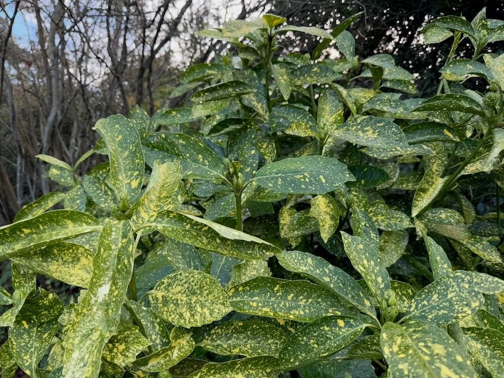 Aucuba japonica 'Variegata' 02.jpeg