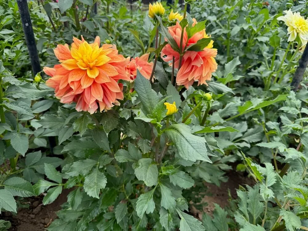 Dahlia 'Honey Bun' 05.jpeg