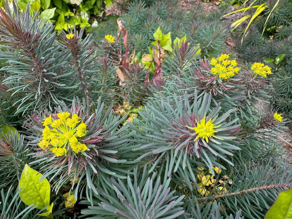 Euphorbia caparissus 'Fens Ruby' 01.jpeg