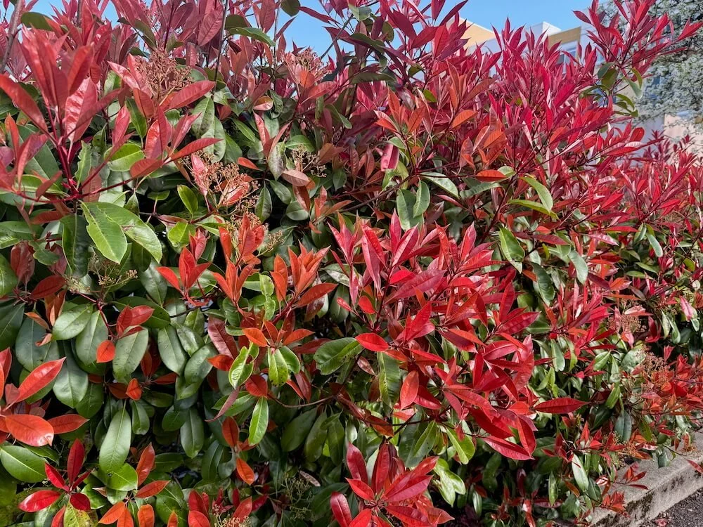 Photinia × fraseri 03.jpeg