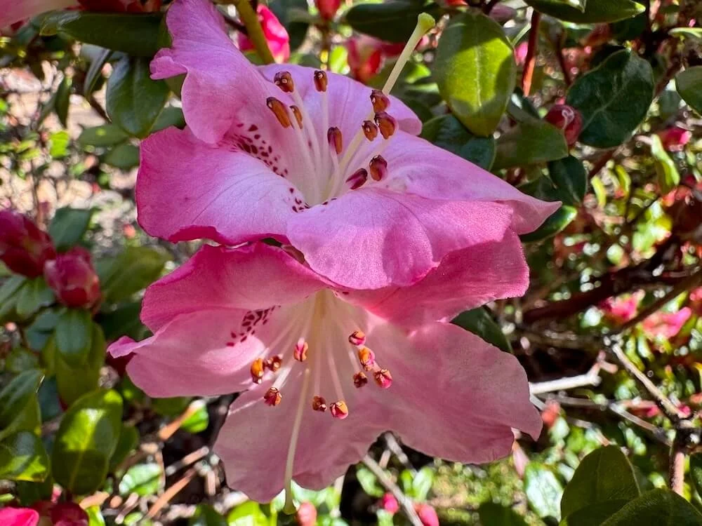 Rhododendron moupinense | Moupinense Rhododendron