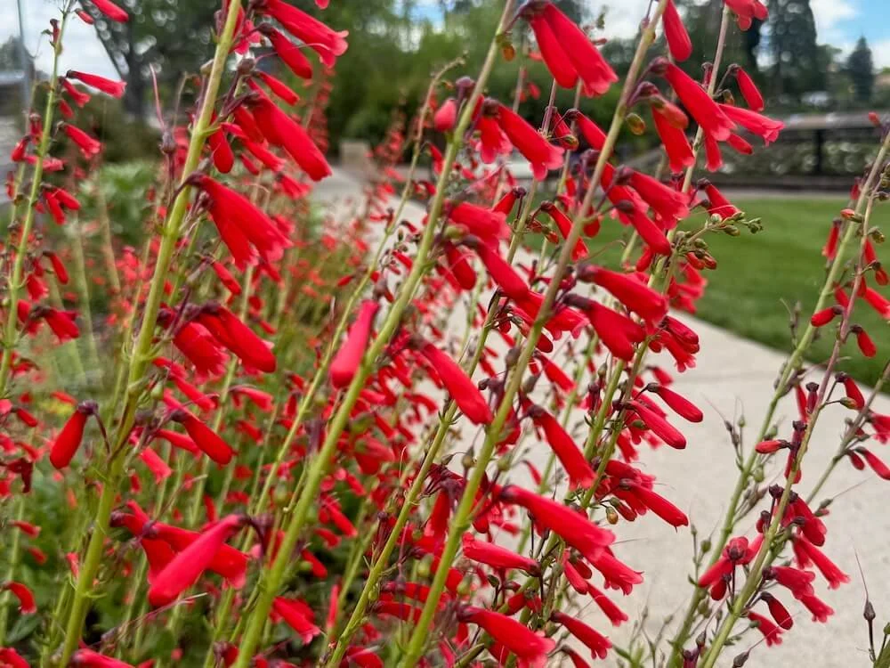 Penstemon eatonii 02.jpeg
