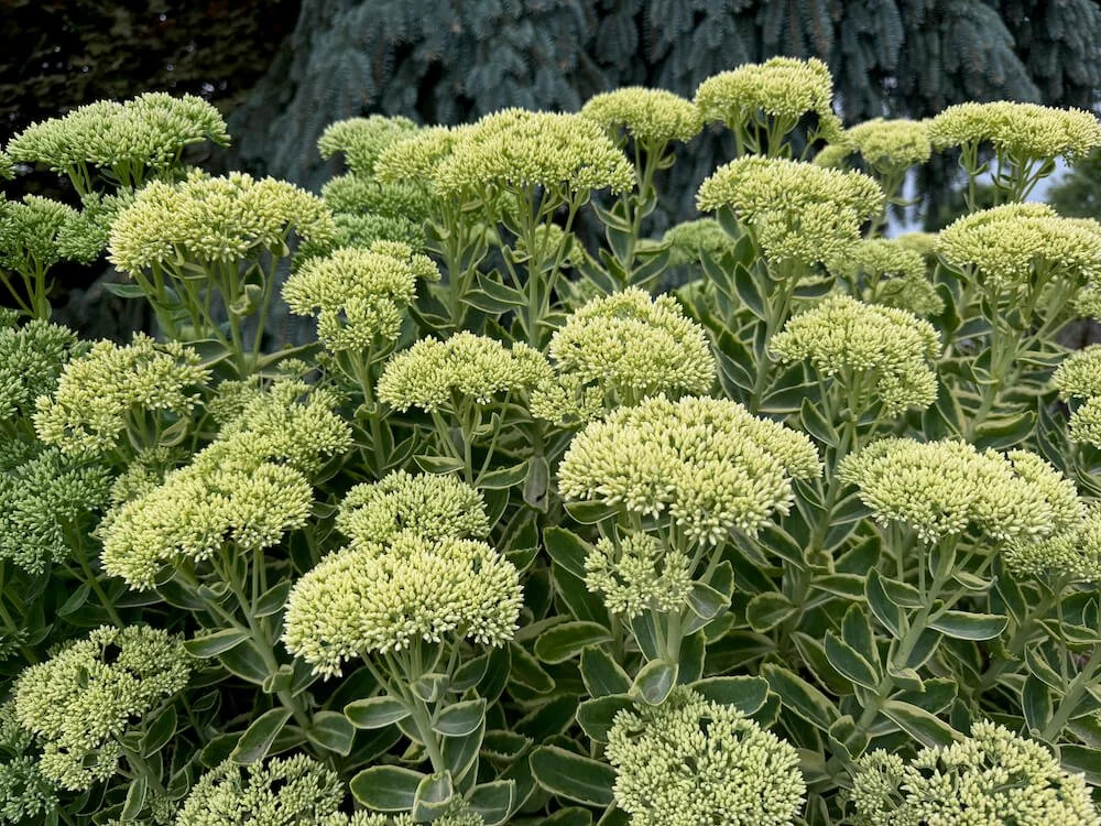 Sedum telephium 'Lajos' 05.jpeg