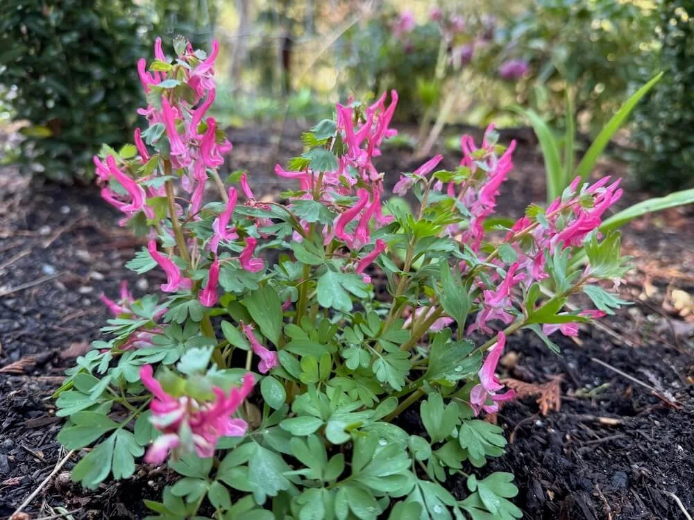 Corydalis solida subsp. solida 'Beth Evans' | Beth Evans Corydalis