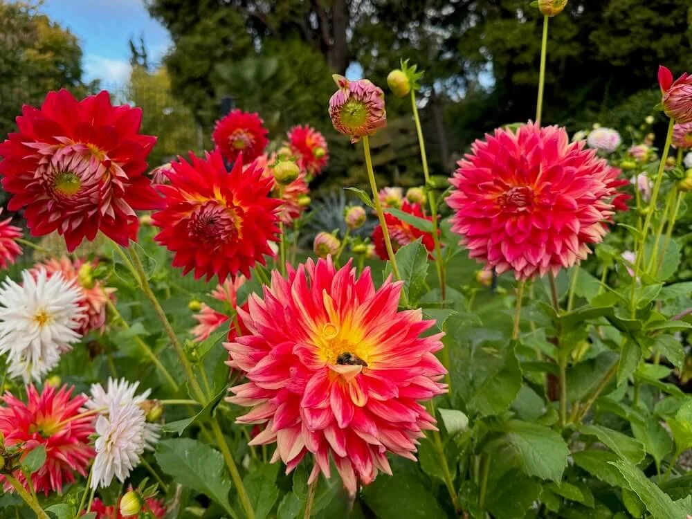 Dahlia 'Kenora Wow' 03.jpeg