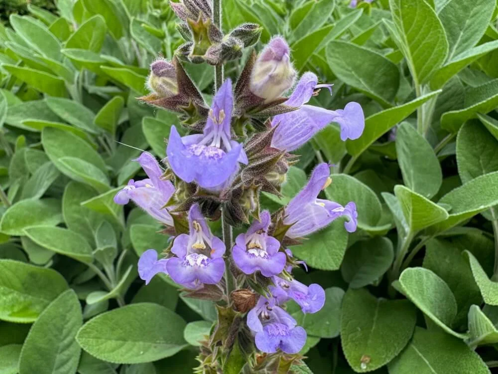 Salvia officinalis 01.jpeg