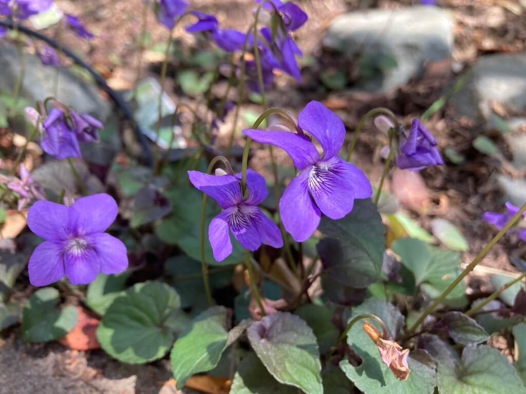 Viola labradorica | Labrador Violet