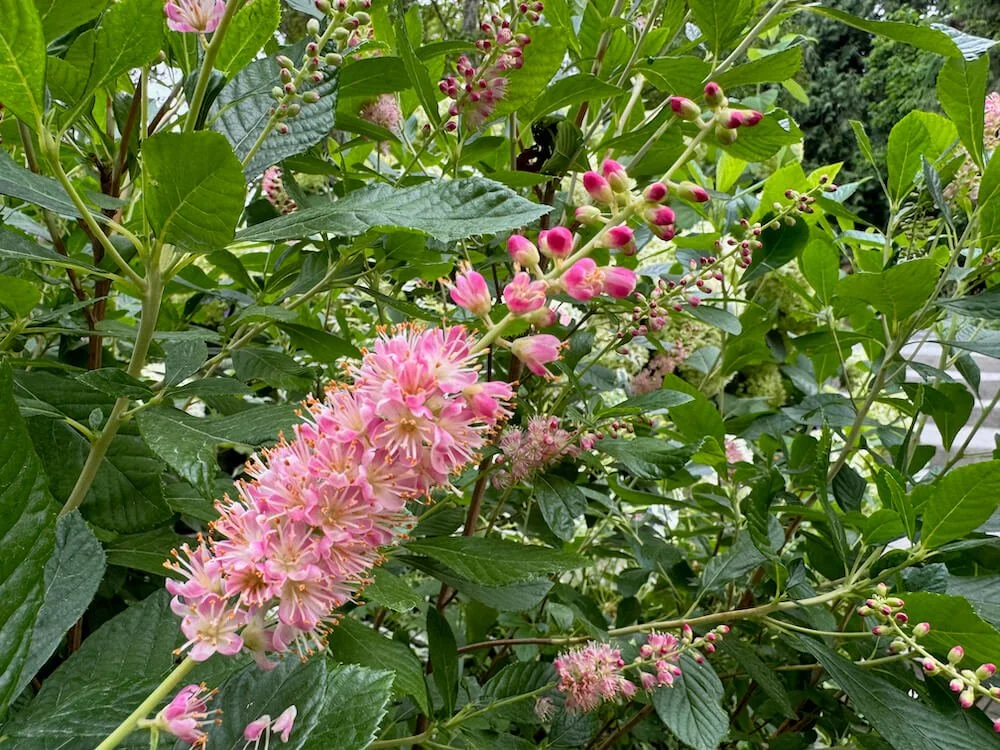 Clethra alnifolia 'Ruby Spice' 01.jpeg