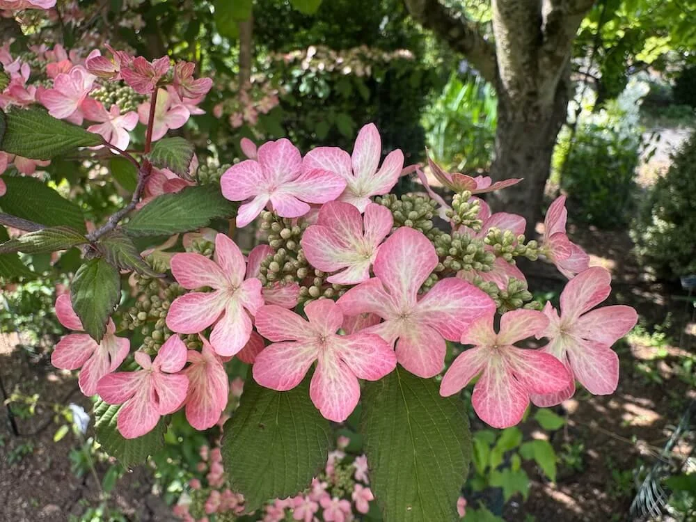 Viburnum plicatum f. tomentosum 'Molly Schroeder' 02.jpeg