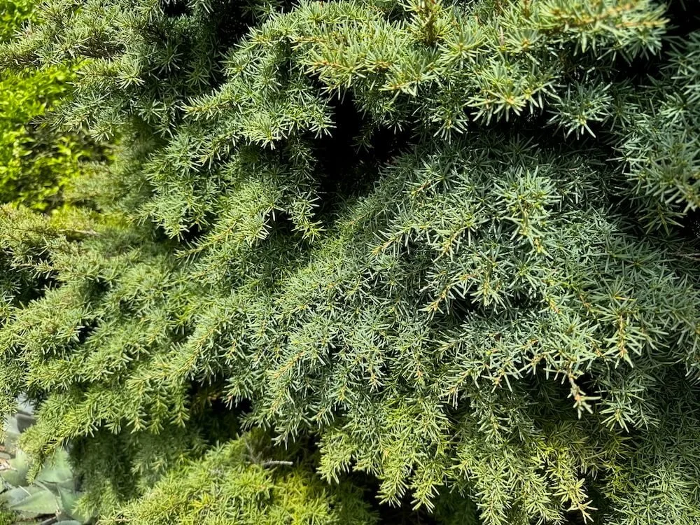Tsuga mertensiana 'Elizabeth' 01.jpeg