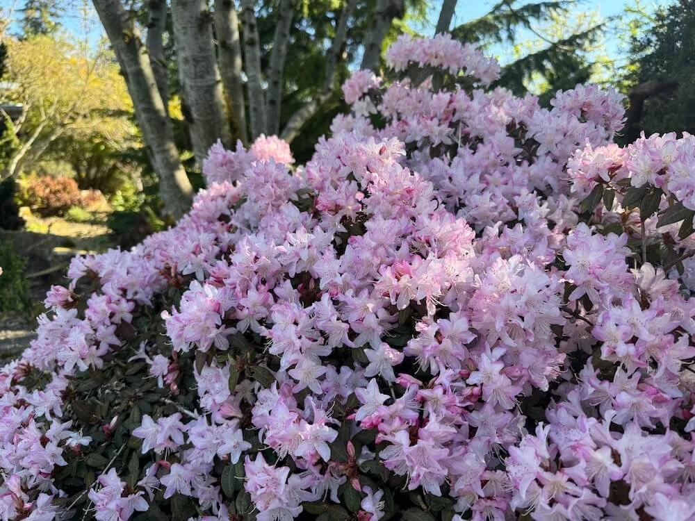 Rhododendron 'Wee Bee' 02.jpeg