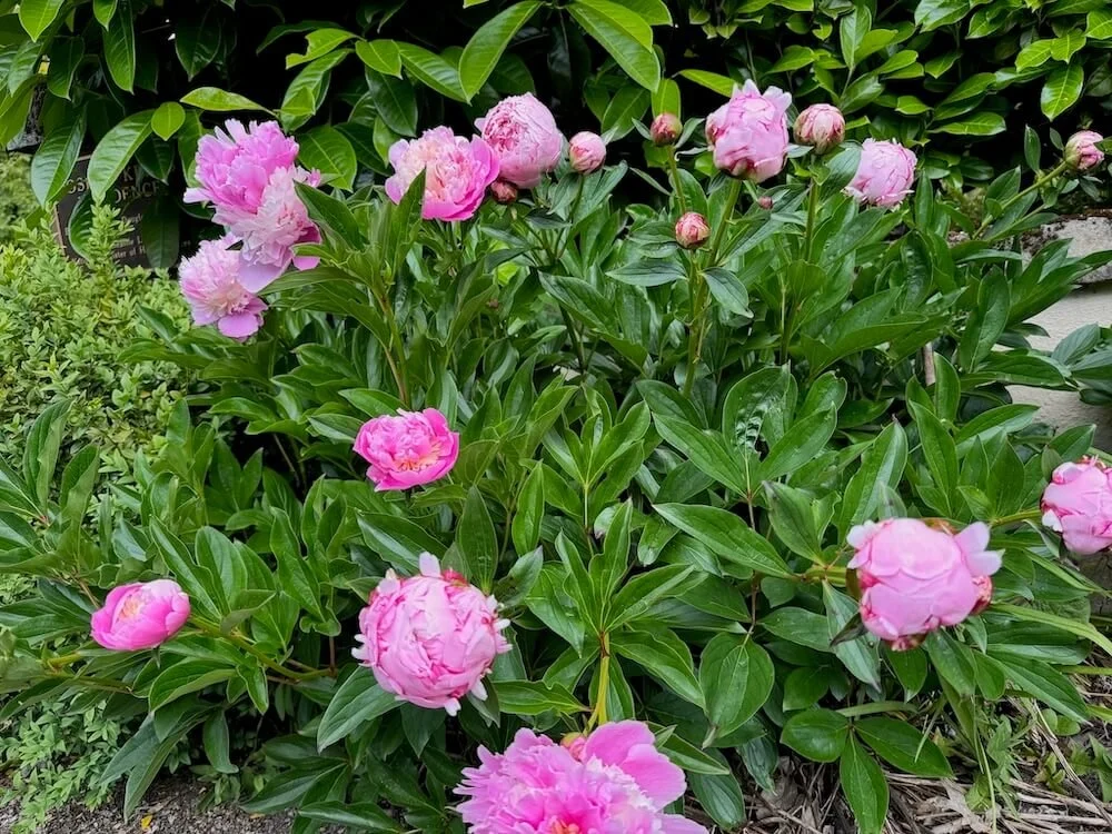 Paeonia lactiflora 'Lady Anna' (Lady Anna Peony)  Northwest Blooms