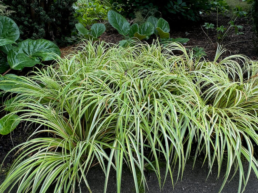 Acorus gramineus 'Ogon' 09.jpeg