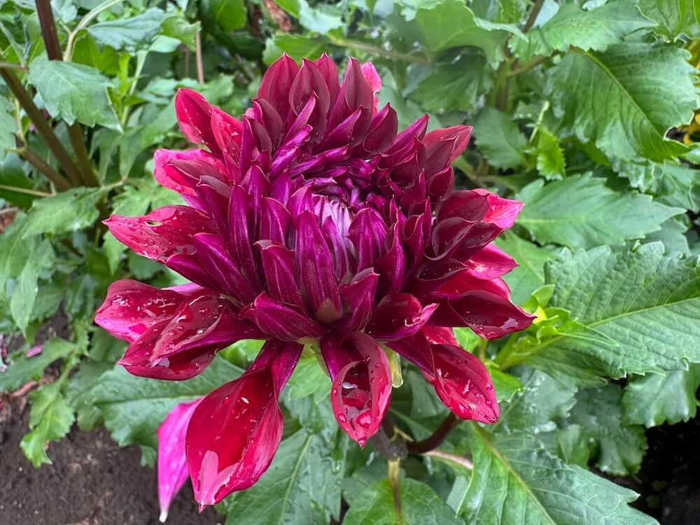 Dahlia 'Zorro' 04.jpeg