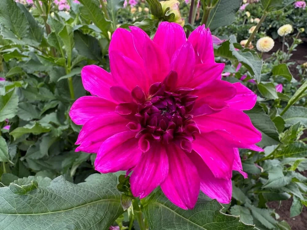 Dahlia 'I'm A Hottie' 04.jpeg