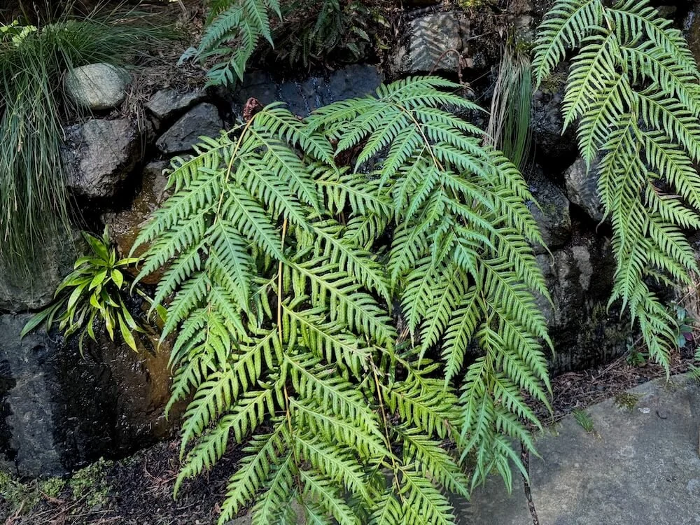 Woodwardia unigemmata 02.jpeg