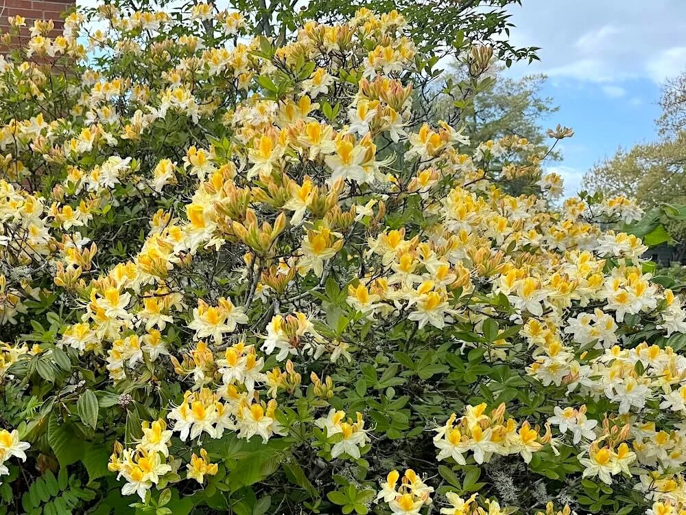 Rhododendron × kosteranum 'Northern Hi-Lights' 03.jpeg