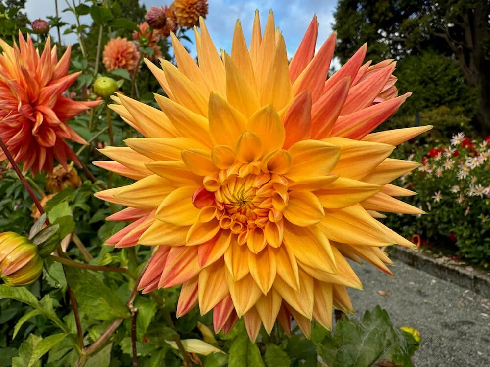 Dahlia 'AC Alysia' 03.jpeg