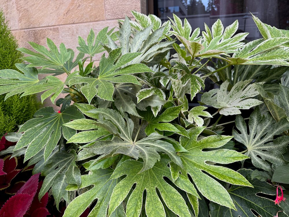 Fatsia japonica 'Spider's Web' 02.jpeg