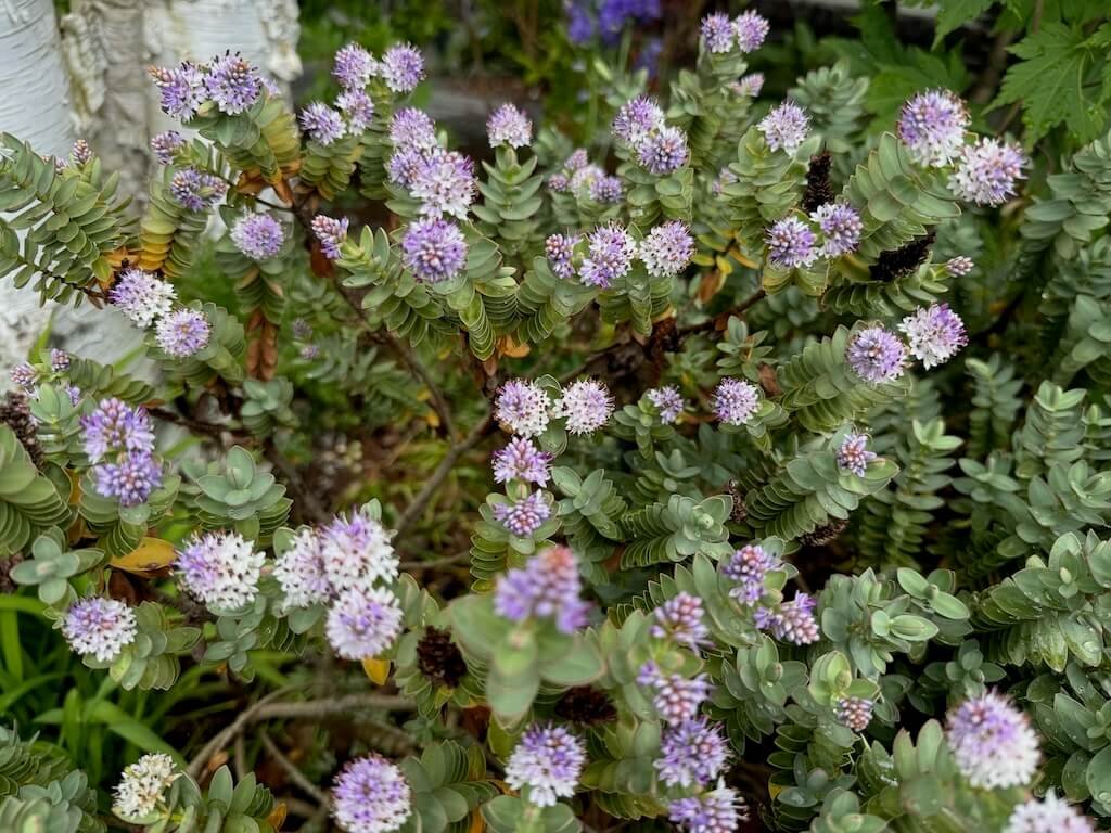 Veronica albicans 'Red Edge' 06.jpeg