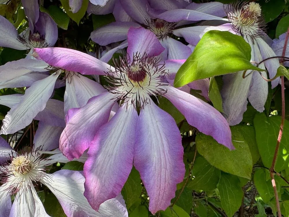 Clematis 'Serafina' | Serafina Clematis