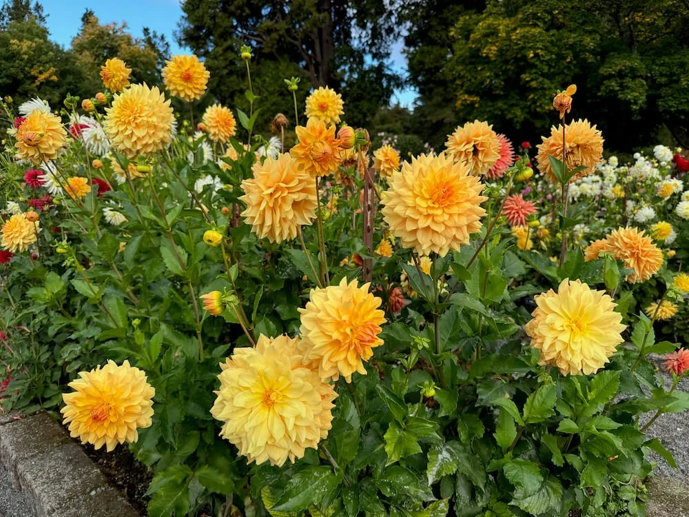 Dahlia 'Dragonfly Sherbet' 03.jpeg