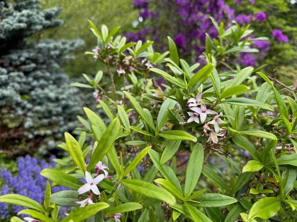 Daphne wolongensis 02.jpeg