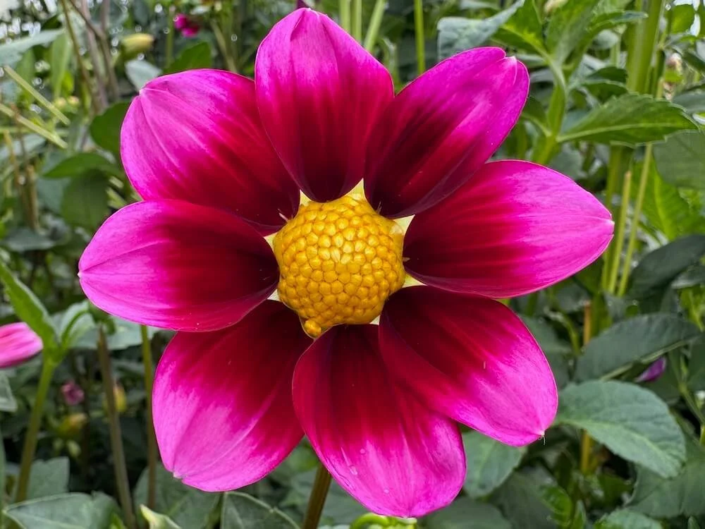 Dahlia 'Bashful' | Bashful Dahlia