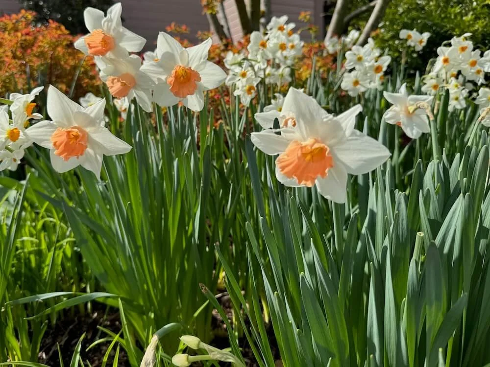 Narcissus  'Accent' 03.jpeg