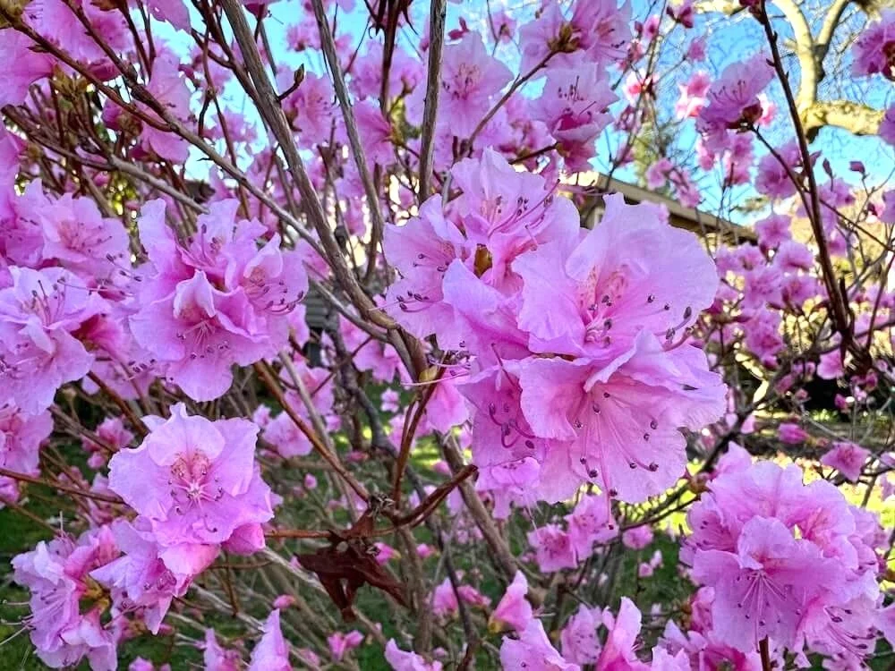 Rhododendron mucronulatum 'Cornell Pink' 02.jpeg