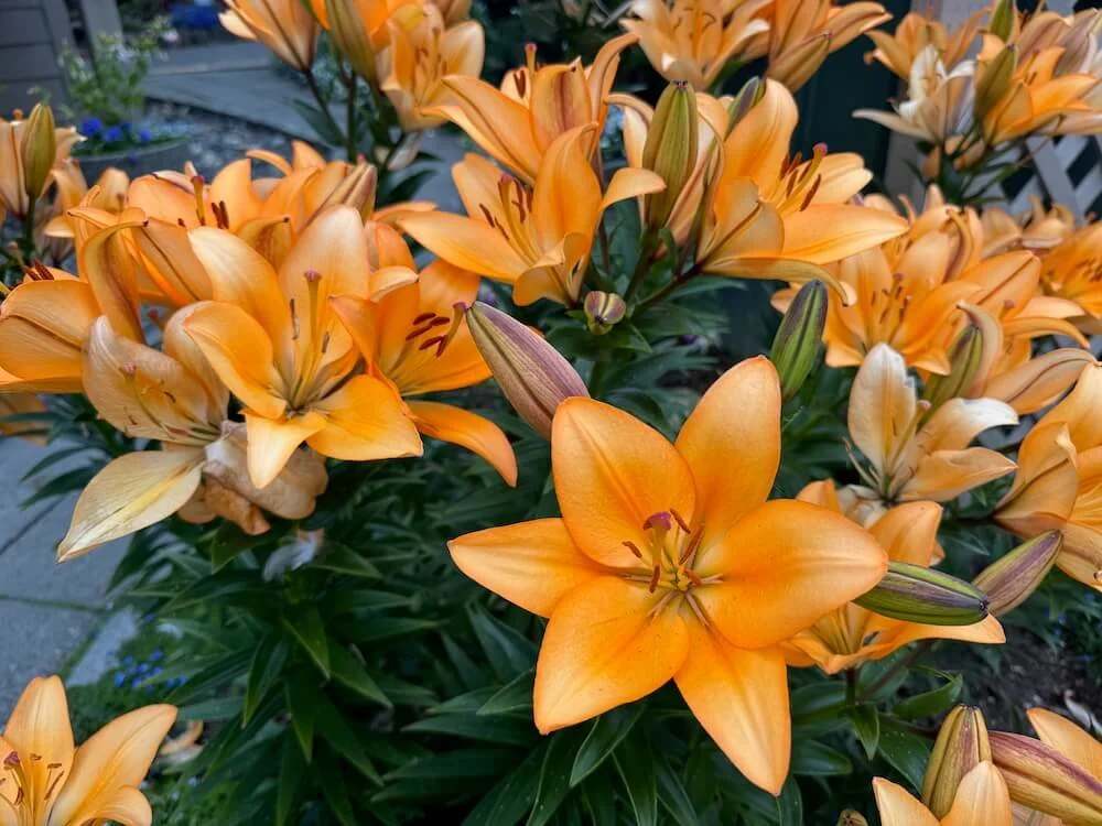 Lilium 'Menton' 03.jpeg