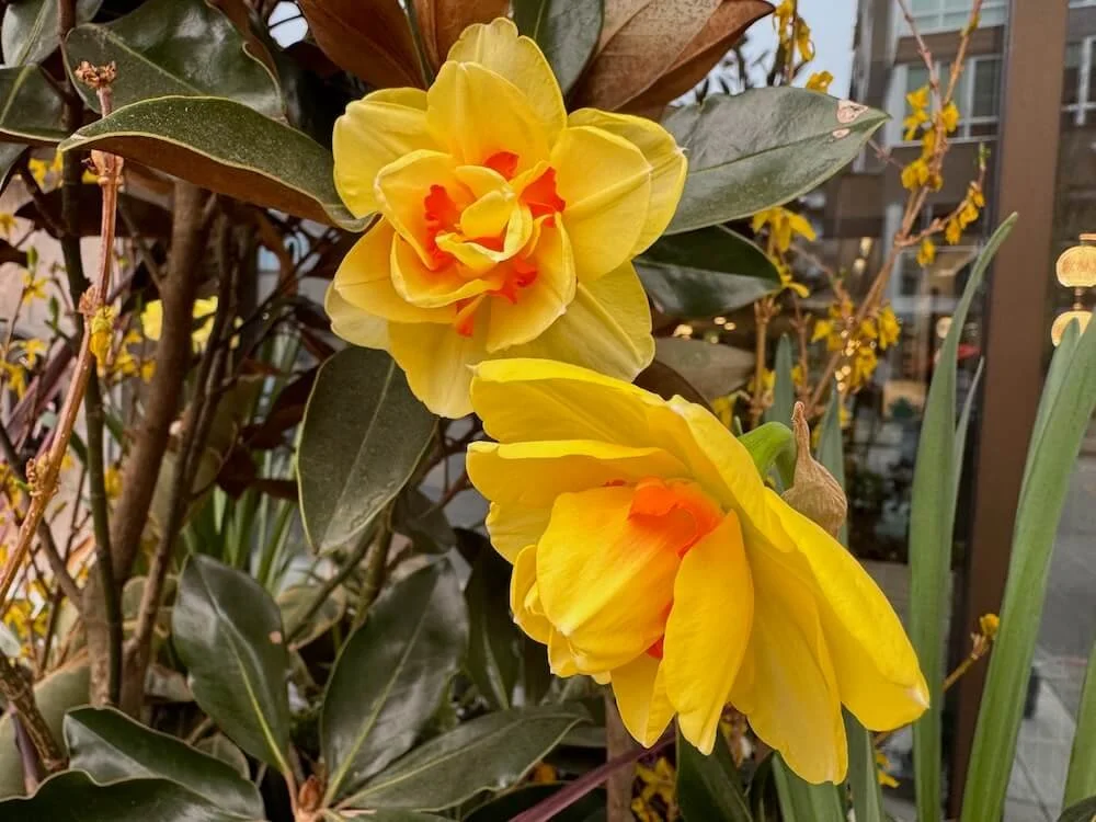 Narcissus 'Tahiti' 02.jpeg